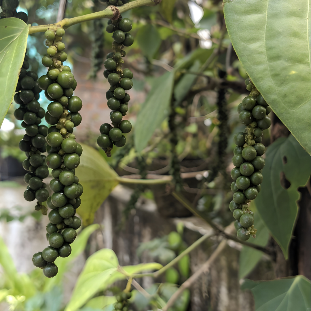 Premium Spices & Extracts